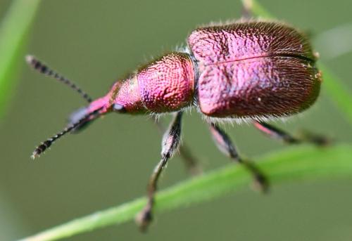 Réf. 285 279 : Rhynchites auratus